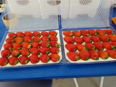 ▲ 택배로 배송하는 딸기 상자. 파손을 막기 위해 난좌(과일을 보호해 주는 완충재)를 이중으로 설치해 포장한다.(사진 사랑뜰농원 블로그)