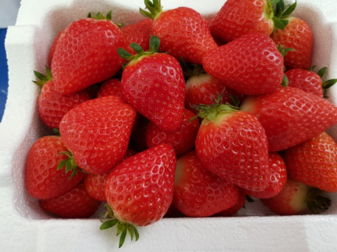 ▲ 방금 수확한 딸기.(사진 사랑뜰농원 블로그)