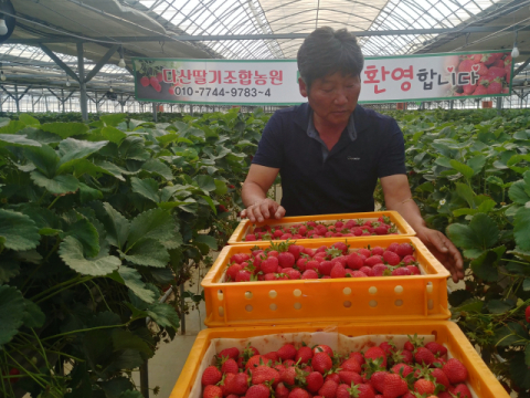 ▲ 나영완 대표가 딸기 수확작업을 하고 있다.