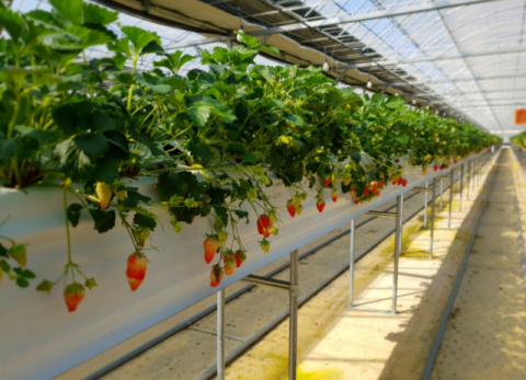 ▲ 한창 익어가는 딸기. 딸기 전용 연동하우스에서 고설양액재배를 한다.(사진 사랑뜰농원 블로그)