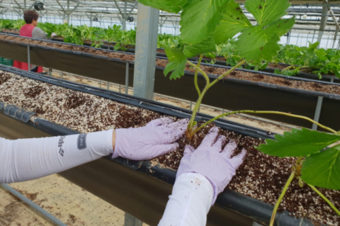▲ 런너를 꺾꽂이해 키운 딸기 모종을 심는 모습.(사진 사랑뜰농원 블로그)