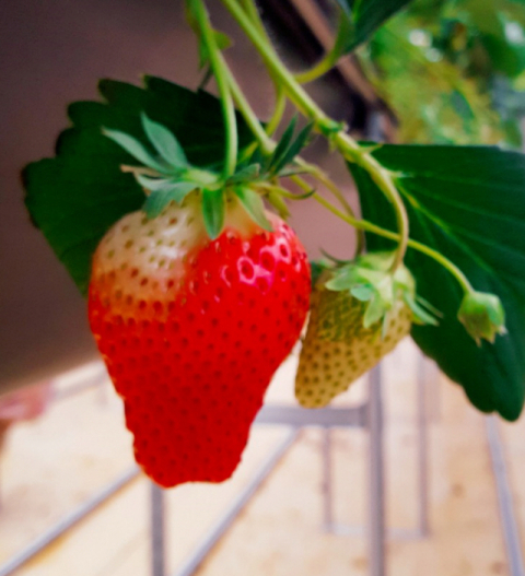 ▲ 잘 익어가는 딸기.(사진 사랑뜰농원 블로그)