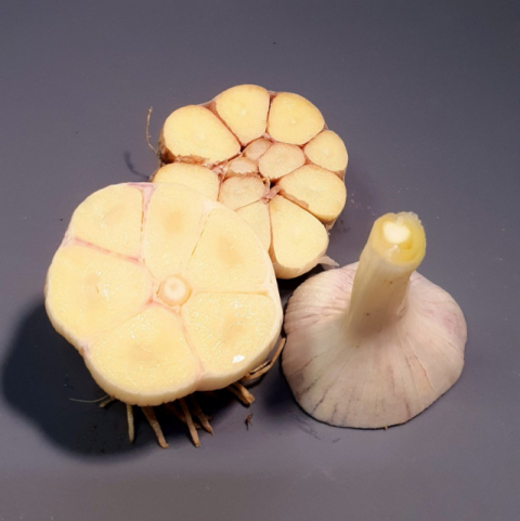 ▲ 한지형 마늘인 의성 육쪽마늘(앞쪽)과 난지형 마늘의 모습.