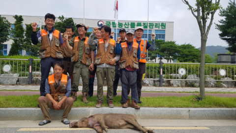 ▲ 야생동물관리협회 김천지회 회원들이 혁신도시에 출몰한 멧돼지를 포획했다.