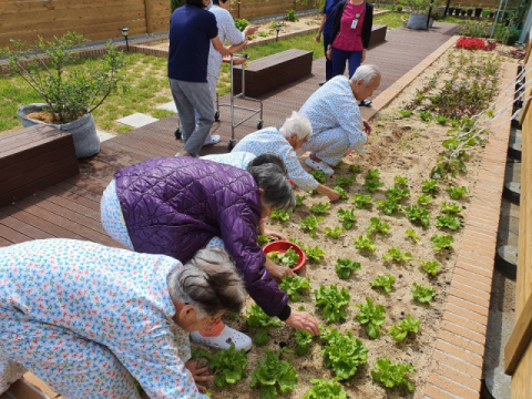▲ 김천노인요양병원은 치매환자의 가장 익숙한 경험을 통해 잔존기능을 유지할 수 있도록 옥상 정원을 운영하고 있다. 사진은 병원 옥상 정원에서 채소를 가꾸는 어르신들 모습.