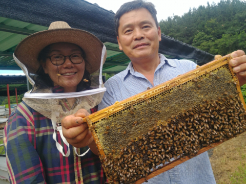 ▲ 소비에 꿀을 가득 채우고 벌들이 스스로 벌집을 밀봉한 모습. 숙성꿀을 생산하기 위해서 벌들이 벌집을 완전히 밀봉한 뒤에 채취한다.