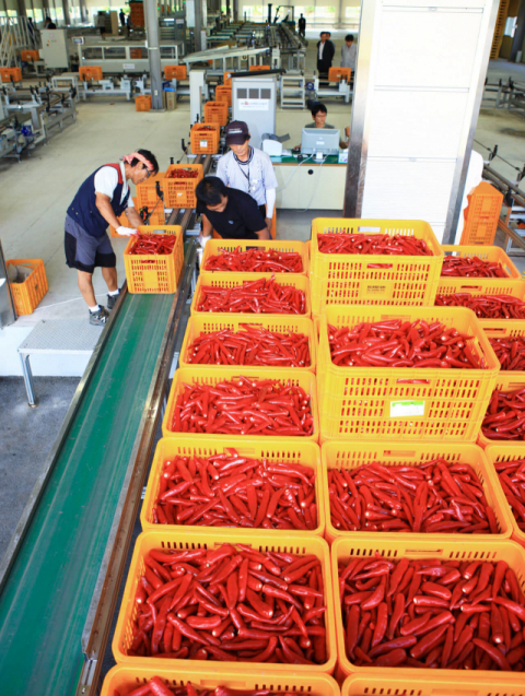 ▲ 영양고추유통공사가 9월29일까지 2020년산 홍고추를 수매한다.