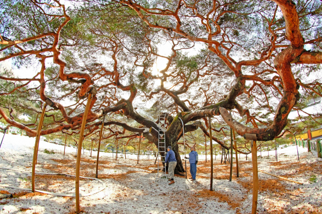 ▲ 천연기념물 제180호 운문사 처진 소나무의 모습. 높이는 6m 정도이며 수세가 좋고 반원형에 가까운 수형을 이루고 있어 매우 아름답다.
