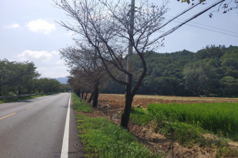 ▲ 예천읍 고평리 도로변 일부 구간 가로수 19그루가 말라 죽었다.