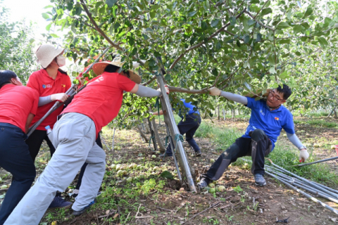 ▲ 청송군 공무원들이 강풍을 동반한 제9호 태풍 마이삭으로 인해 쓰러진 사과나무를 세우고 있다.