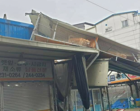 ▲ 7일 태풍 하이선의 영향으로 포항시내 5층 건물 옥상에 있던 개집이 강풍에 떨어져 나와 10m 거리의 맞은편 상가 건물 위에 떨어졌다.