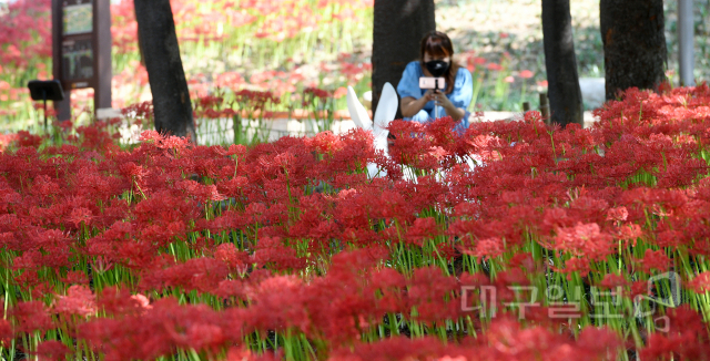 ▲ 맑고 선선한 초가을 날씨를 보인 15일 오전 대구 서구 중리체육공원에서 시민들이 붉게 물든 꽃무릇을 배경으로 사진을 찍고 있다.