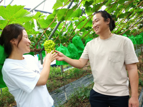 ▲ 정지홍 대표와 아내 박지연씨가 한창 익어가고 있는 샤인머스캣 포도송이를 보면서 활짝 웃고 있다.