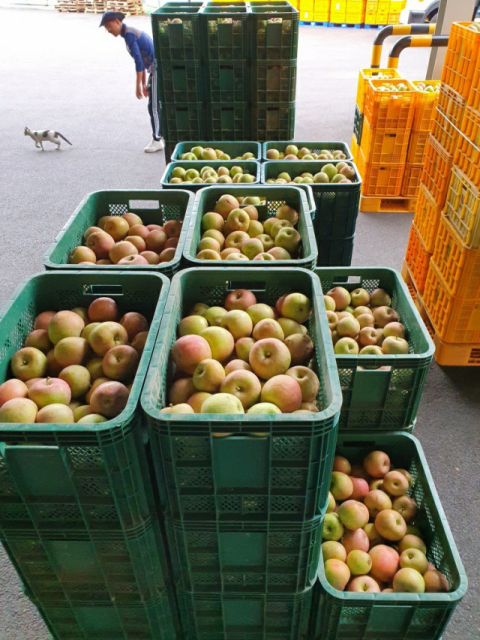 ▲ 남영양농협이 오는 25일까지 태풍 영향으로 낙과 피해를 입은 사과재배 농가 저품위 사과를 긴급 수매하고 있다.