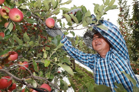 ▲ 예천군에서만 생산되는 한 손에 잡히는 작은 사과 ‘피크닉’을 수확하고 있다.