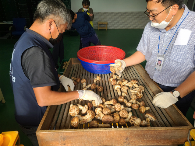 ▲ 울진군산림조합 직원들이 지난 25일 지역에서 첫 생산된 울진금강송 송이버섯을 등급별로 선별작업을 하고 있다.