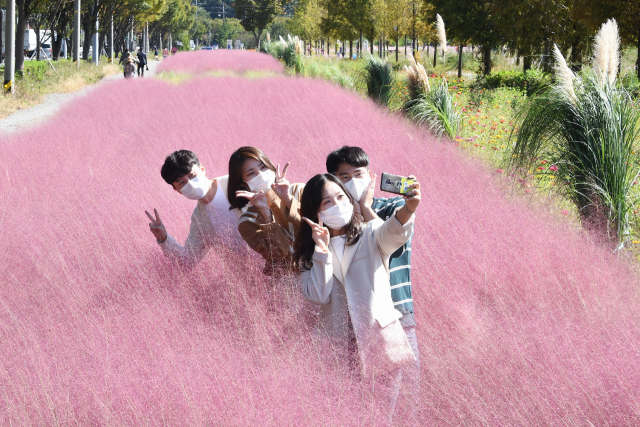 ▲ 달성군 낙동강 둔치(논공삼거리 인근)에 핑크뮬리 정원이 분홍빛으로 수를 놓으며 관광객들의 마음을 사로잡고 있다.