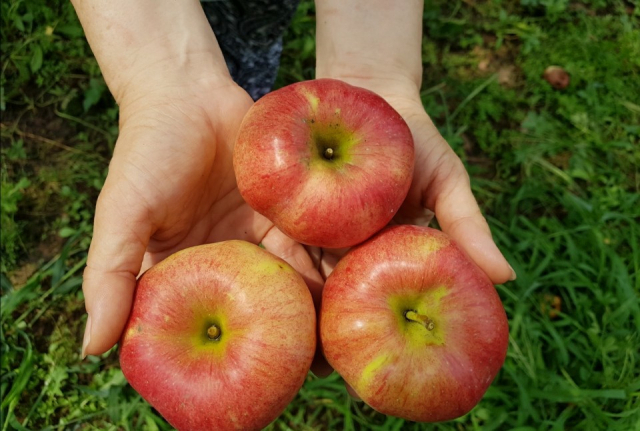 ▲ 와이와이골드팜에서 재배한 잘 익은 사과.
