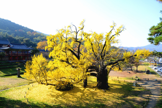 ▲ 가을철 여행·나들이 코스로 달성군의 언택트(Untact·비대면) 관광지가 각광 받고 있다. 사진은 도동서원 은행나무.
