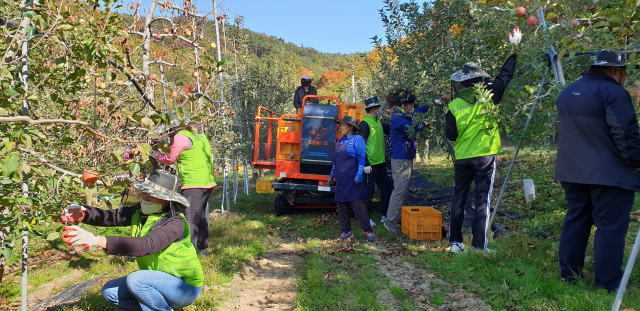▲ 경북농협은 26일 고향주부모임 회원과 함께 냉해피해 과수농가를 찾아 사과수확을 도왔다.