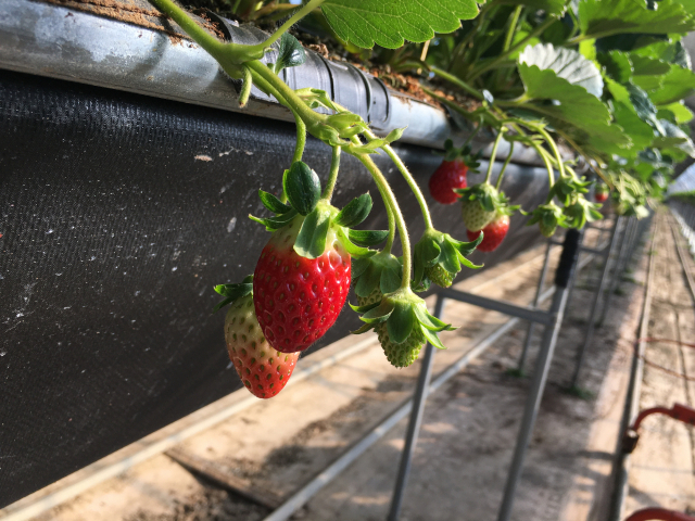 ▲ 지난 28일 첫 수확한 고령 쌍림 딸기. 현재 시설하우스에서 영글어 가고 있다.
