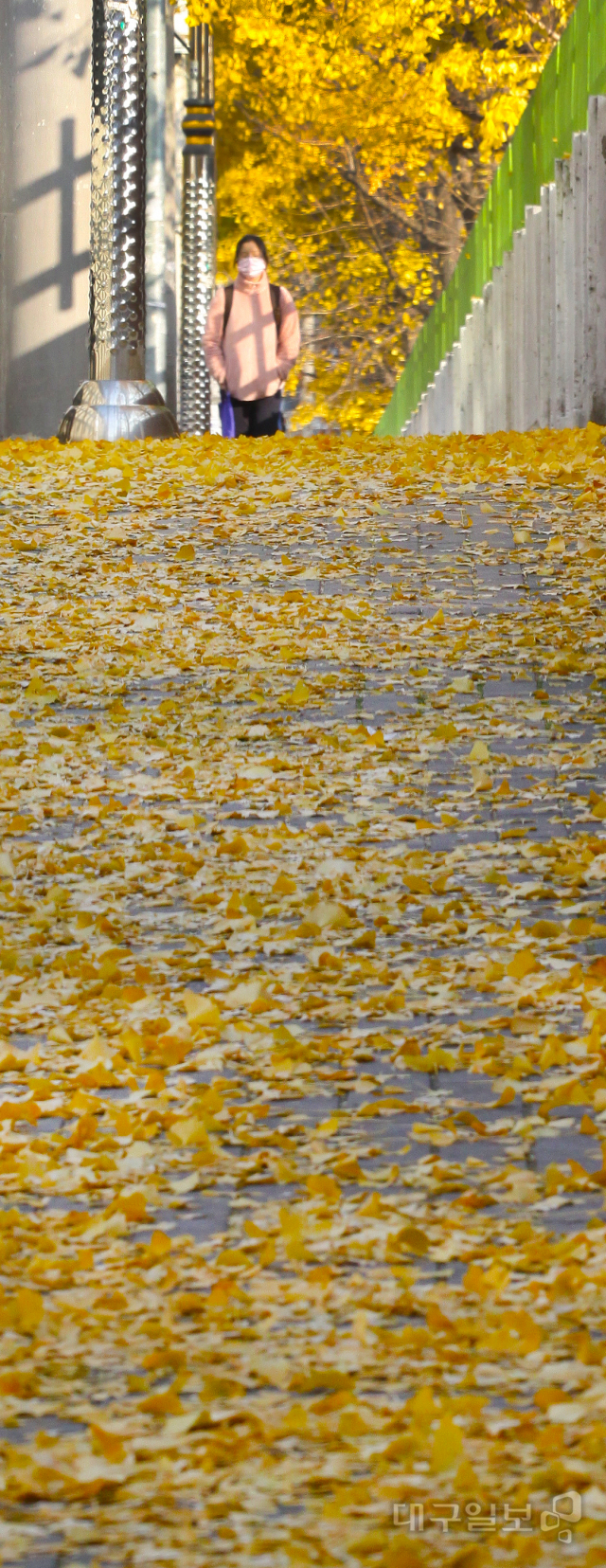 ▲ 16일 오전 대구여고 담벼락 너머로 살포시 내려앉은 노란 은행잎들이 늦가을의 정취를 물씬 풍기고 있다.