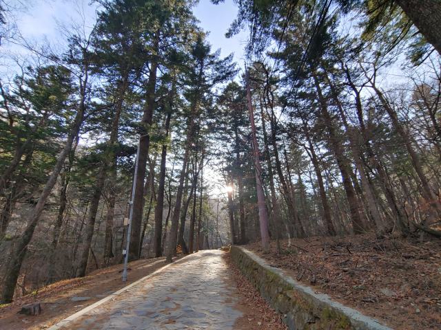 ▲ 월정사 일대는 전나무 숲길이 유명하다. 곳곳에 뚫려있는 숲길의 모습.