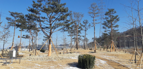 ▲ 김천시가 일반산업단지 주변에 미세먼지 차단을 위한 너무를 심었다. 사진은 미세먼지 차단숲 모습.