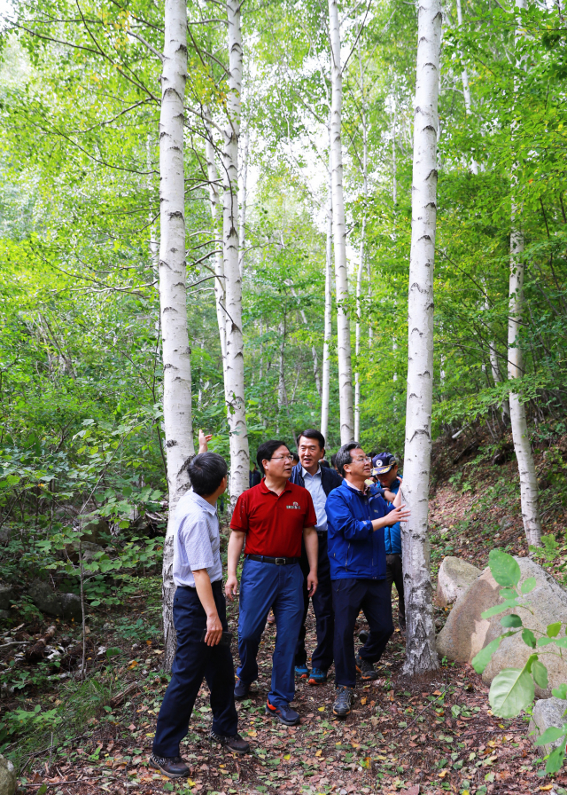 ▲ 여름철 영양 자작나무 숲. 오도창 영양군수(오른쪽 첫 번째)가 자작나무의 상태를 살피고 있다.