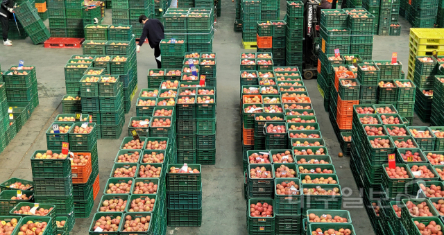 ▲ 24일 오후 경북 안동농협농산물공판에서 지난해 가을 수확해 저온 보관했던 사과를 경매를 위해 분류작업을 하고 있다