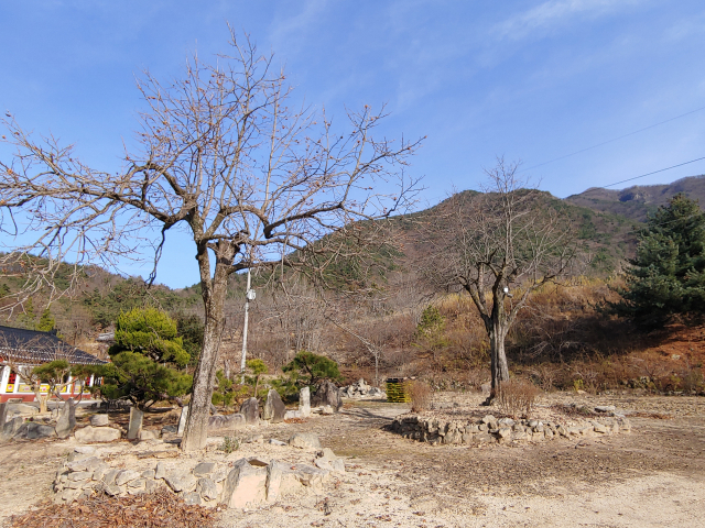 ▲ 김천 갈항사지와 연접한 곳에 현대에 지어진 절이 있다. 법당 앞에 두 그루의 감나무가 동서석탑처럼 나란히 서 있다.