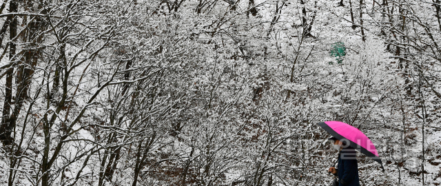 ▲ 겨울이 봄을 시샘하듯 하얀 눈을 뿌려 놓은 2일 오후 대구 수성구 진밭골 등산로에서 한 시민이 설경을 감상하며 산책을 하고 있다.