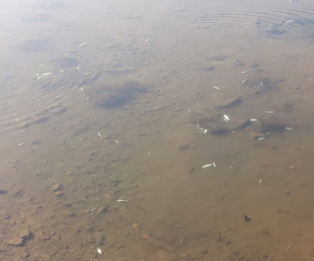 ▲ 8일 대구 북구 팔거천에서 물고기들이 떼죽음 당한 채 발견됐다. 독자제공