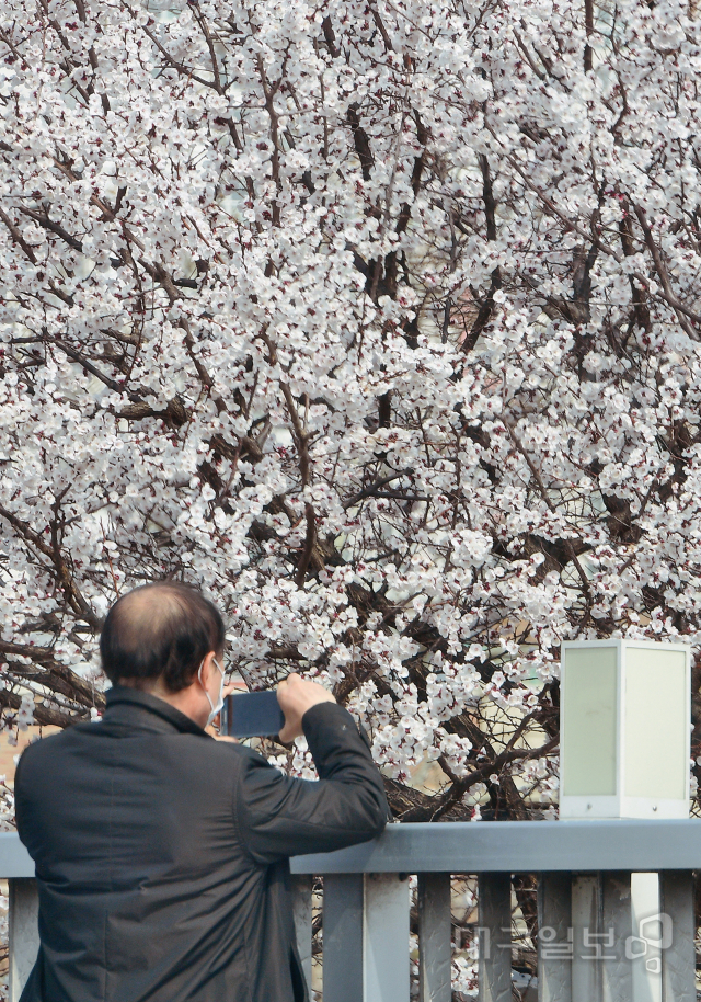 ▲ 완연한 봄날씨를 보인 14일 오전 대구 대봉동 수성교에서 한 시민이 만개한 매화꽃을 보며 사진을 찍고 있다.