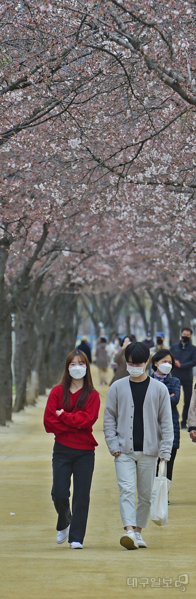 ▲ 24일 오후 벚꽃이 피기 시작한 대구 동구 금호강변 인근 산책로에서 시민들이 완연한 봄기운을 만끽하고 있다.