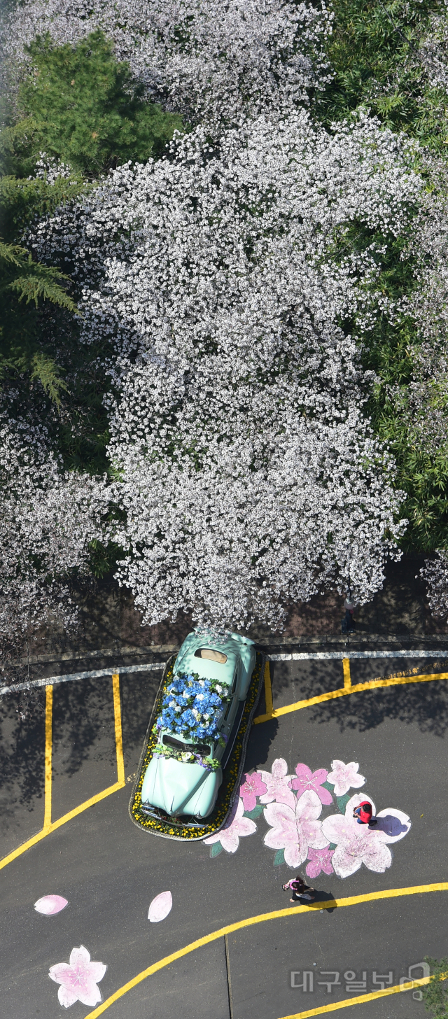 ▲ 25일 오후 대구 달서구 이월드를 찾은 시민들이 만개한 벚꽃길을 거닐고 있다. 김진홍 기자.