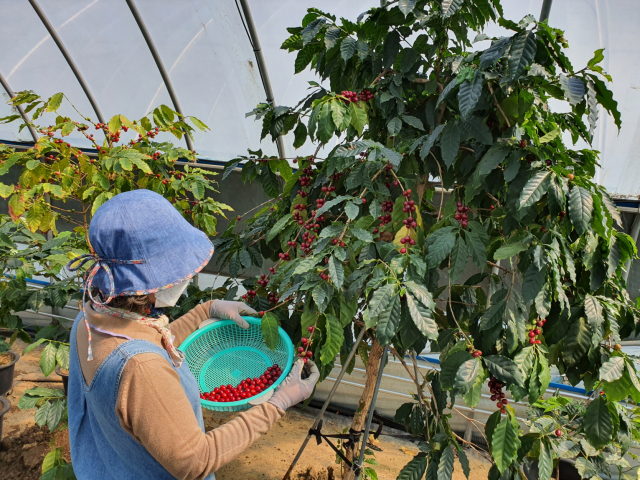 ▲ 상주의 한 커피 재배 농가가 잘 익은 붉은 커피 열매를 수확하고 있다.