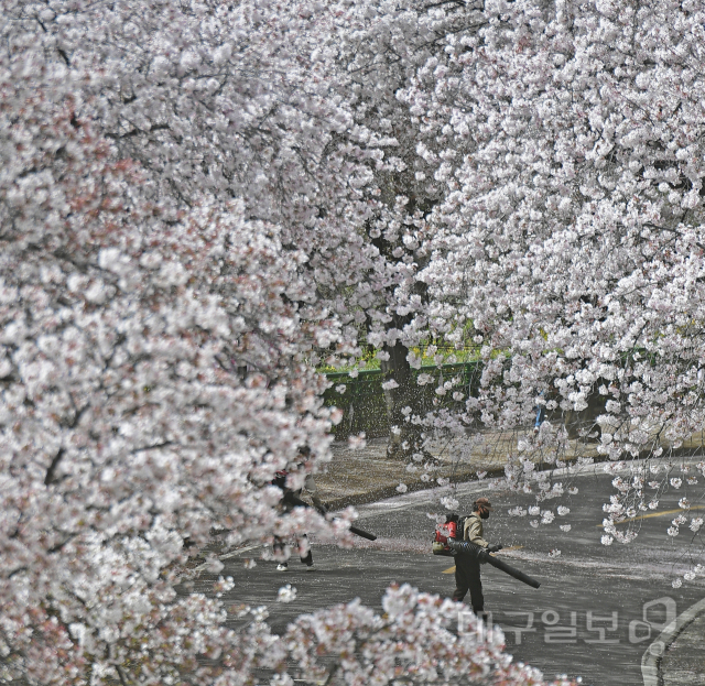 ▲ 1일 오후 대구 이월드에서 직원들이 강풍에 힘없이 떨어진 벚꽃잎을 정리하고 있다.