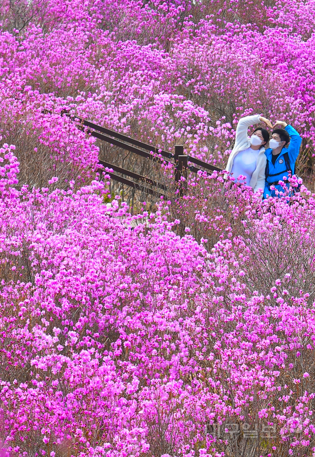 ▲ 지난 10일 오후 대구 달성군 비슬산에서 주말 나들이객들이 참꽃(진달래)의 분홍빛 향연에 흠뻑 취하고 있다.