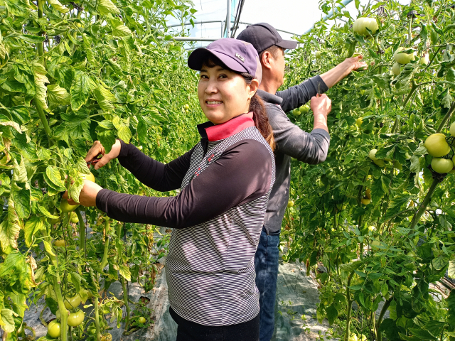 ▲ 장향숙 대표와 남편인 나채규씨가 토마토를 손질하고 있다.