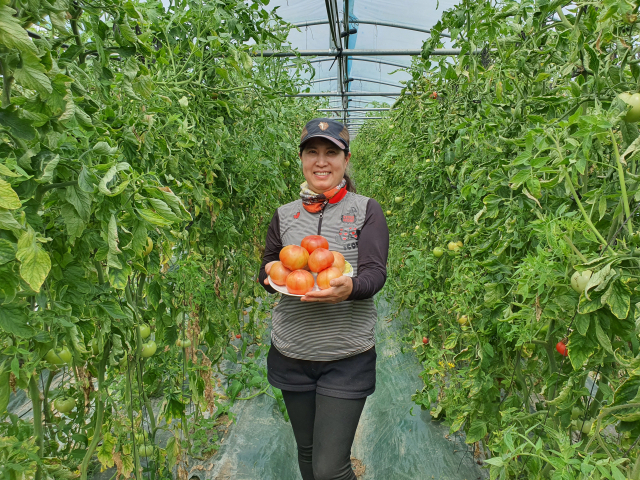 ▲ 장향숙 대표가 수확한 토마토를 들고 있는 모습.