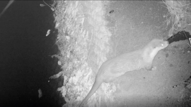 ▲ 대구 달서구청이 지난달 도원지에 조성한 인공 생태섬에서 촬영된 수달 모습. 달서구청 제공