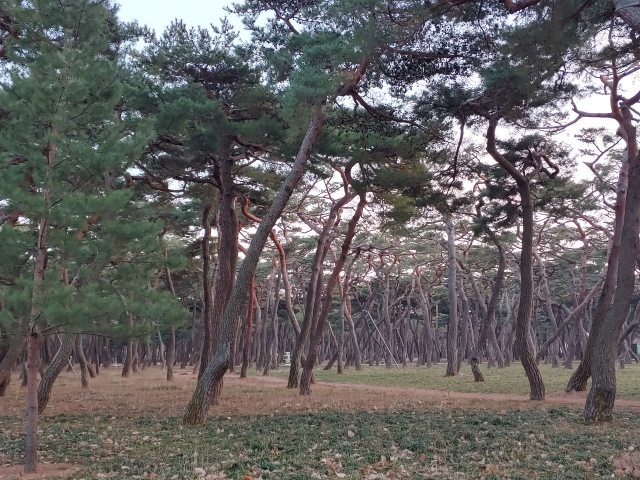 ▲ 신라시대 고성숲이라 불리며 사냥터로 전해지는 호원사지가 있는 황성공원의 숲.