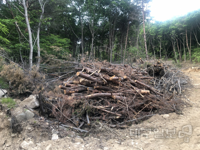 ▲ 경북 청도군 각북면 오산리 산 141-1번지 일대에 무단으로 벌채된 나무들이 쌓여있는 모습.