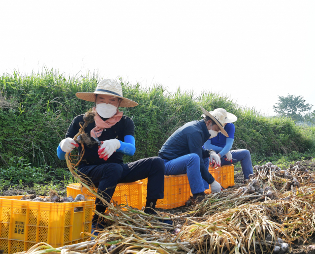 ▲ 8일 최기문 영천시장(왼쪽)이 시청 직원들과 신녕면에 한 마늘농가에서 수확한 마늘을 정리하고 있다.