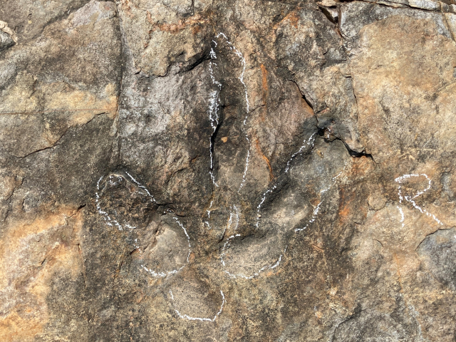 ▲ 의성군 의성읍 남대천 일원의 암석에서 발견된 1억 년 전 ‘공룔발자국’의 모습.