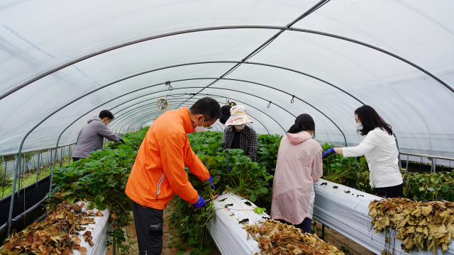 ▲ 지난 15일 지역에 한 딸기농장에서 경주엑스포대공원 직원들이 일손을 돕고 있다.