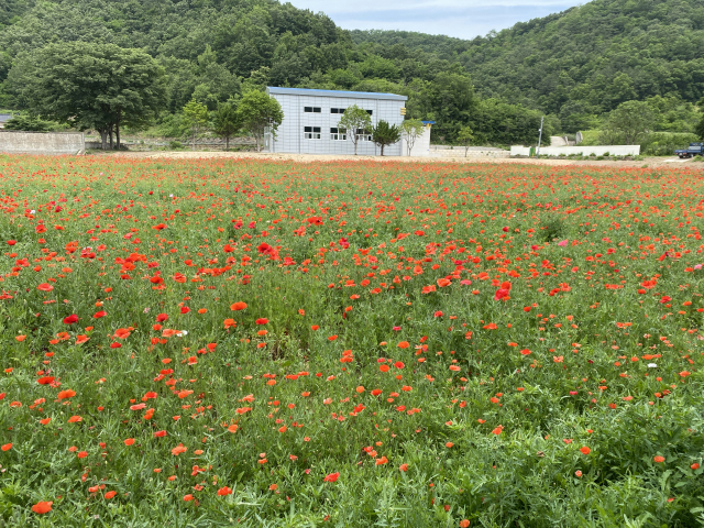▲ 의성군 사곡면 국민체육센터(구 사곡중학교) 주변에 꽃양귀비가 장관을 이루고 있다.