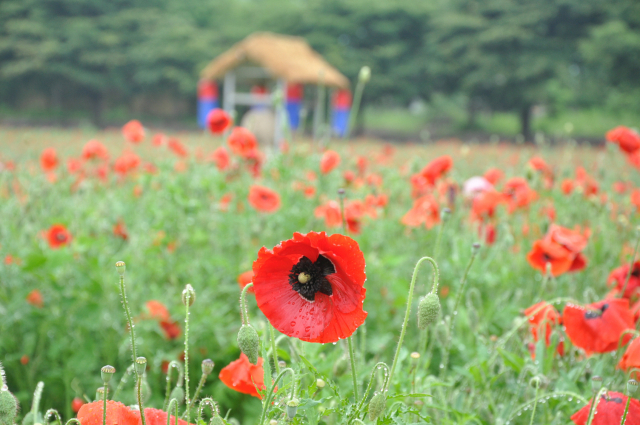 ▲ 의성군 사곡면 국민체육센터 앞에 핀 꽃양귀비