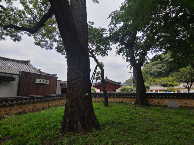▲ 손순유허지 유허비 옆에 수령 350여년이 된 팽나무와 회화나무가 보호수로 지정·관리되고 있다.